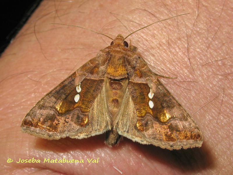 Chrysodeixis chalcites - Noctuidae